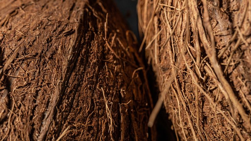 Fibra de coco em detalhe — matéria-prima do substrato