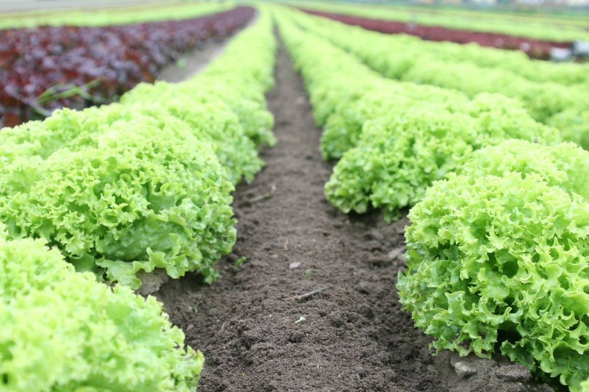 Produção de hortaliças em campo aberto