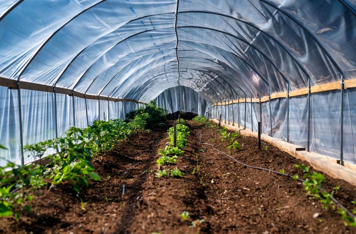 Estufa agrícola com irrigação por gotejamento