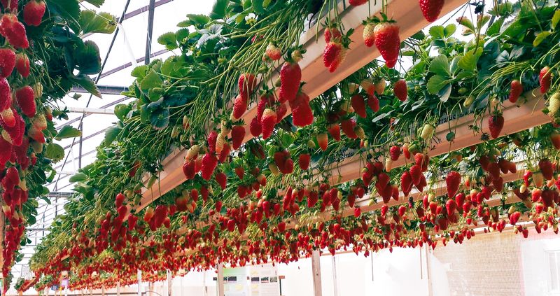 Cultivo de morango suspenso em estufa com sistema semi-hidropônico em calhas elevadas